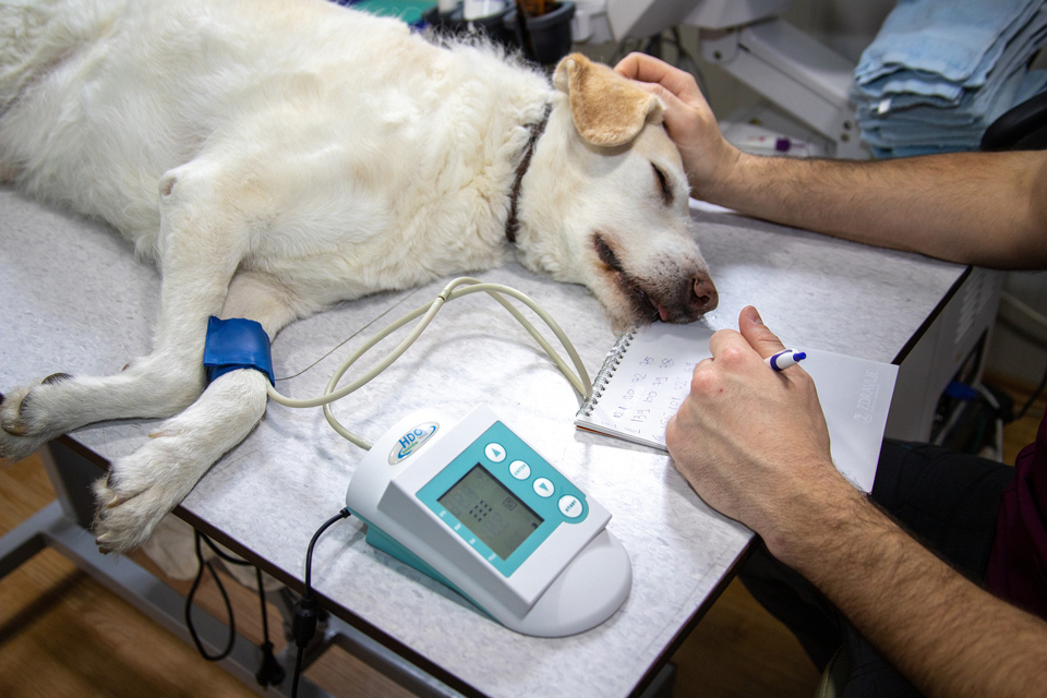 Photo of a vet attending to a dog